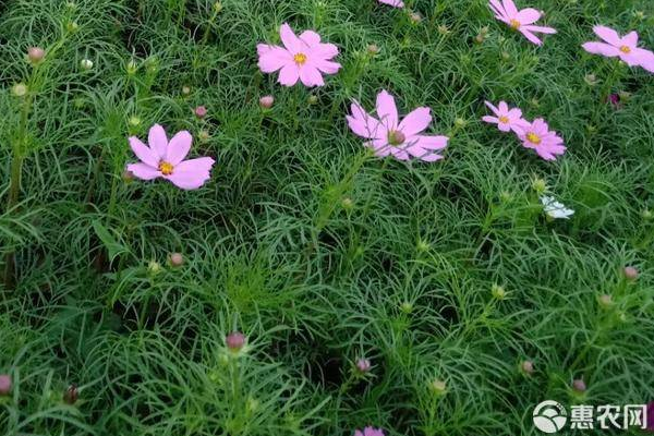 波斯菊怎么种?-图片版权归惠农网所有